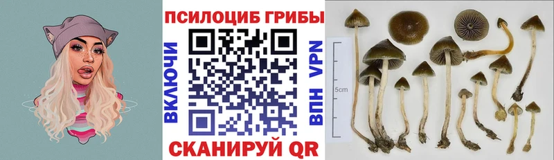 Купить  Гороховец  Галлюциногенные грибы Magic Shrooms 